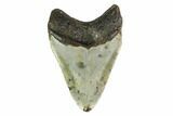 Fossil Megalodon Tooth - North Carolina #149402-2
